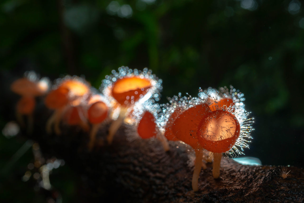 CLOSE-UP OF MUSHROOMS ON LAND