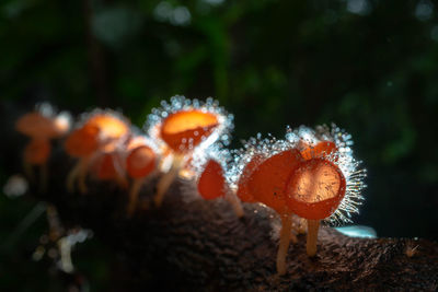 Close-up of mushrooms growing on land