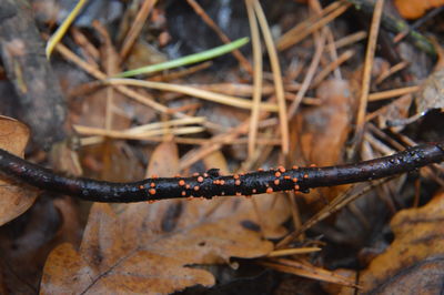 Close-up of rusty metal fence on field