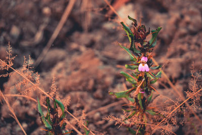 High angle view of flowering plant on field