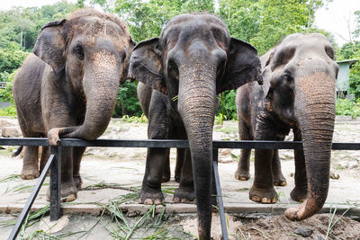 Elephants drinking water