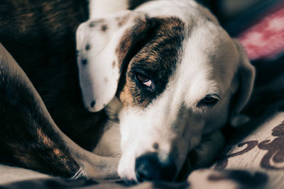 Close-up portrait of a dog