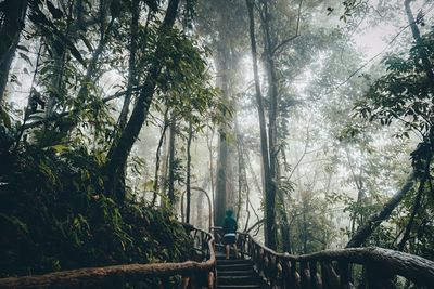 Rear view of person standing on steps in forest