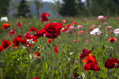 Close-up of red poppy flowers in field