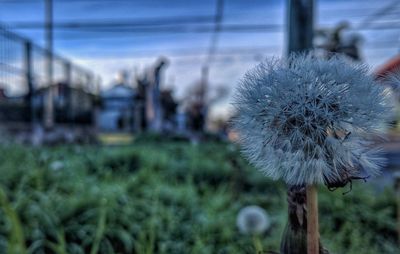 Close-up of dandelion
