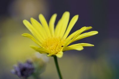 Close-up of yellow flower