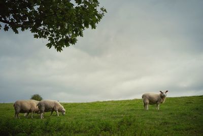 Sheep grazing in a field