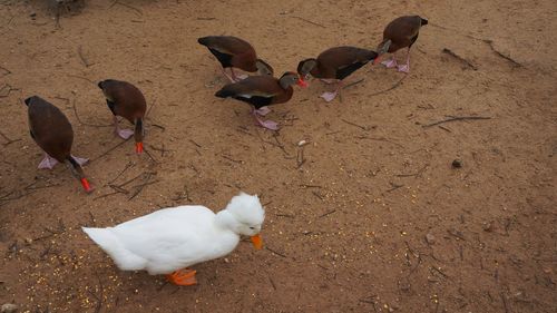 High angle view of birds on field