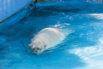 High angle view of turtle in swimming pool