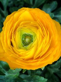 Close-up of yellow rose blooming outdoors