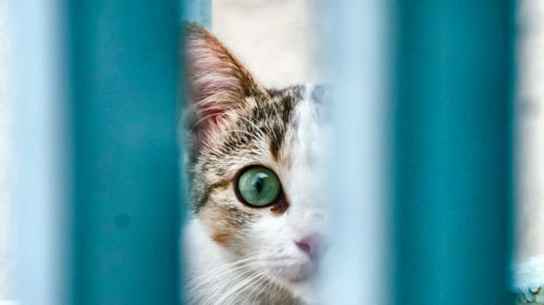 Close-up portrait of cat