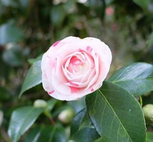 Close-up of pink rose