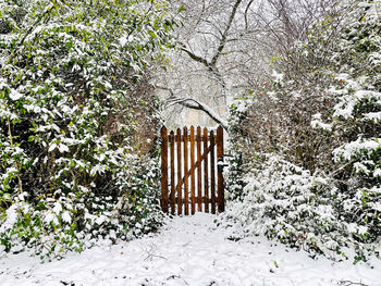 Trees on snow covered field in forest