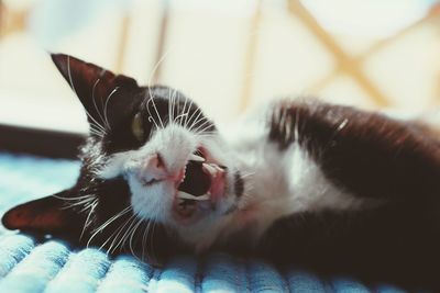 Close-up of cat looking away