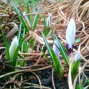 Close-up of flowers growing in field