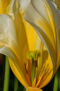 Close-up of yellow lily blooming outdoors