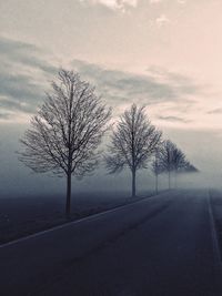 Close-up of tree by road against sky