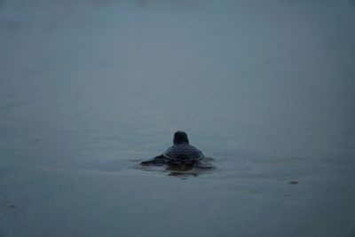 Black swan swimming in sea