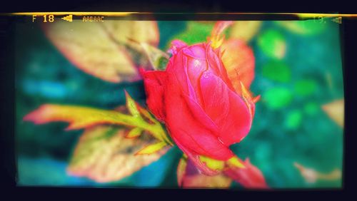 Close-up of pink flower blooming outdoors