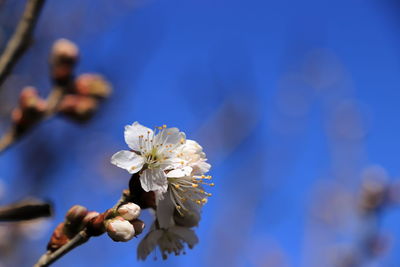 Close-up of white cherry blossoms against blue sky