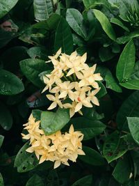 High angle view of flowering plant on leaves