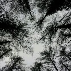 Low angle view of bare trees against sky