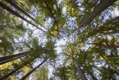 Low angle view of bamboo trees in forest