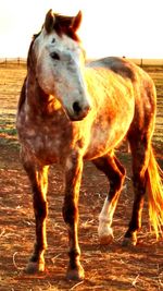 Horse standing against sky