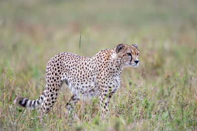 cheetah in