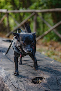 Dogs running on footpath