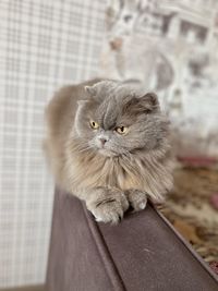 Portrait of cat sitting on floor