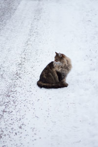 Cat on snow