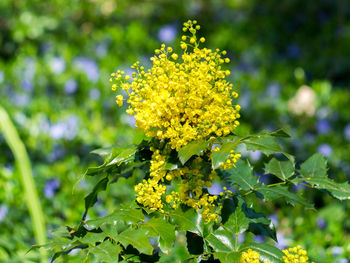 Close-up of yellow flowers blooming on field