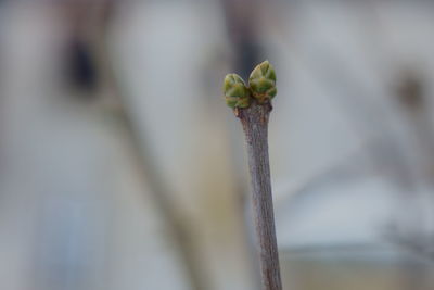 Close-up of flower bud growing outdoors