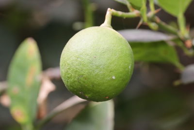 Close-up of fruits on tree