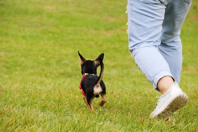 Low section of man with dog on grass