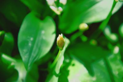 Close-up of honey bee on flower buds