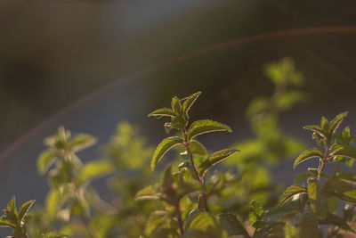 Close-up of flowering plant