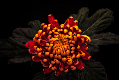 Close-up of orange flower against black background