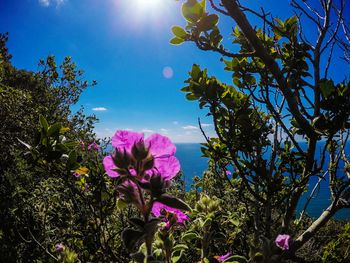 Low angle view of flowers blooming against sky