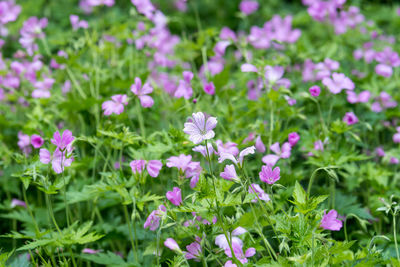 Pink flowers of geranium pratense wild plant, known as meadow crane's-bill or meadow geranium