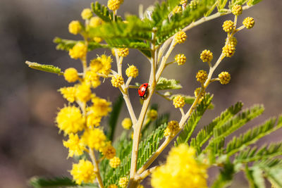 Close-up of insect on red flowering plant