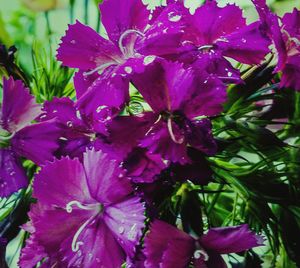 Close-up of pink flowers