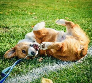 View of a dog lying on grass