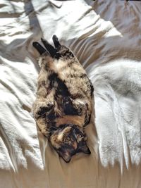 High angle view of cat sleeping on bed