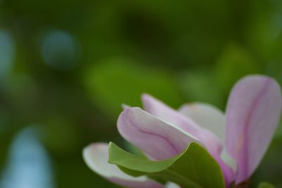 Close-up of flower blooming outdoors