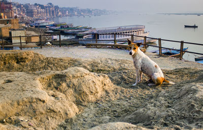 Varanasi, india an indian street stray dog sitting alone in the bay of ganges river bank