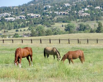 Horses grazing in a field