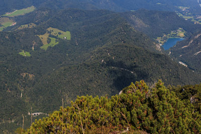 High angle view of trees in forest