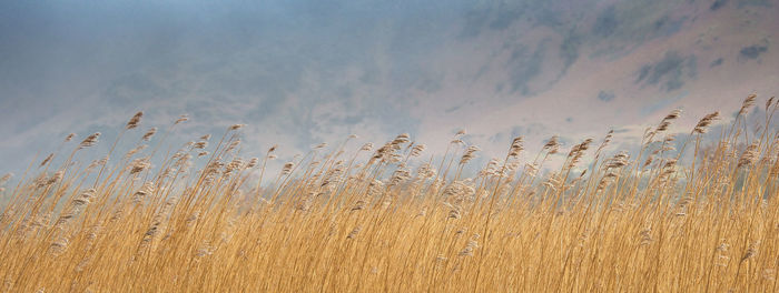 Close-up of plants against sky
